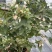 蓝莓树果苗盆栽带果发货阳台南北方种植蓝莓果树苗特大号