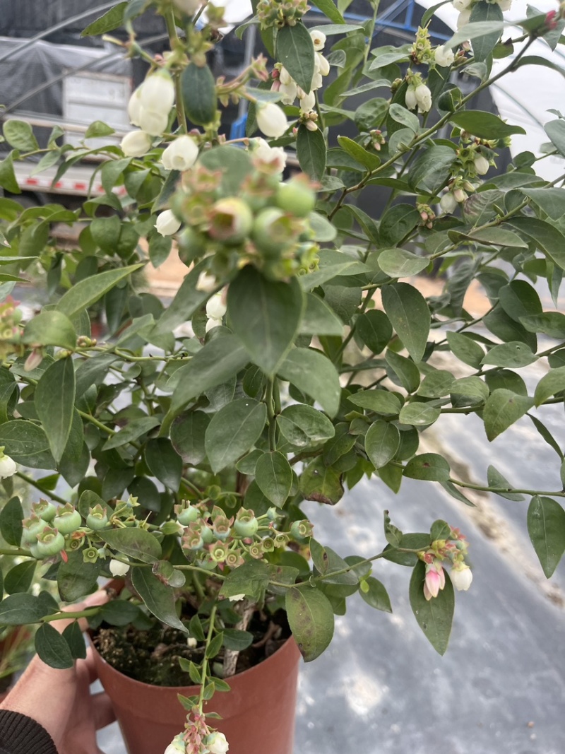 蓝莓树果苗盆栽带果发货阳台南北方种植蓝莓果树苗特大号