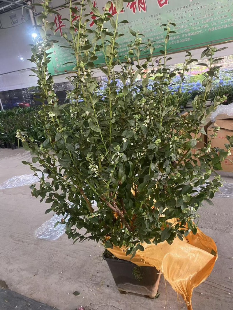 蓝莓树果苗盆栽带果发货阳台南北方种植蓝莓果树苗特大号