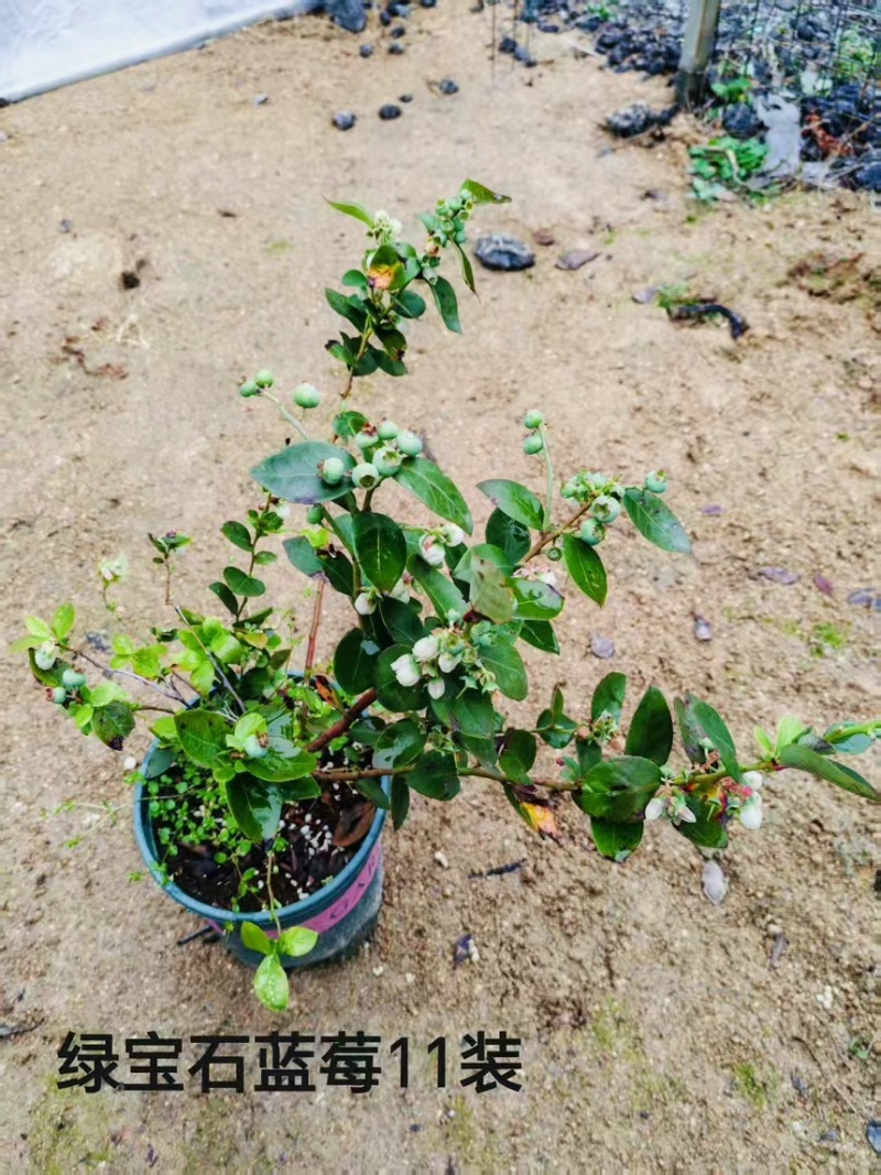 蓝莓树果苗盆栽带果发货阳台南北方种植蓝莓果树苗特大号