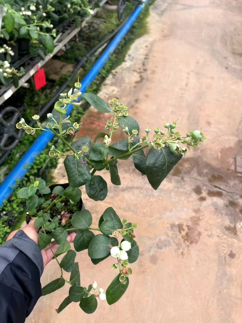 蓝莓树果苗盆栽带果发货阳台南北方种植蓝莓果树苗特大号