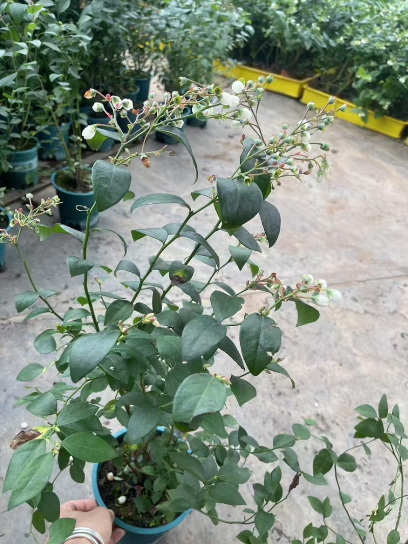 蓝莓树果苗盆栽带果发货阳台南北方种植蓝莓果树苗特大号