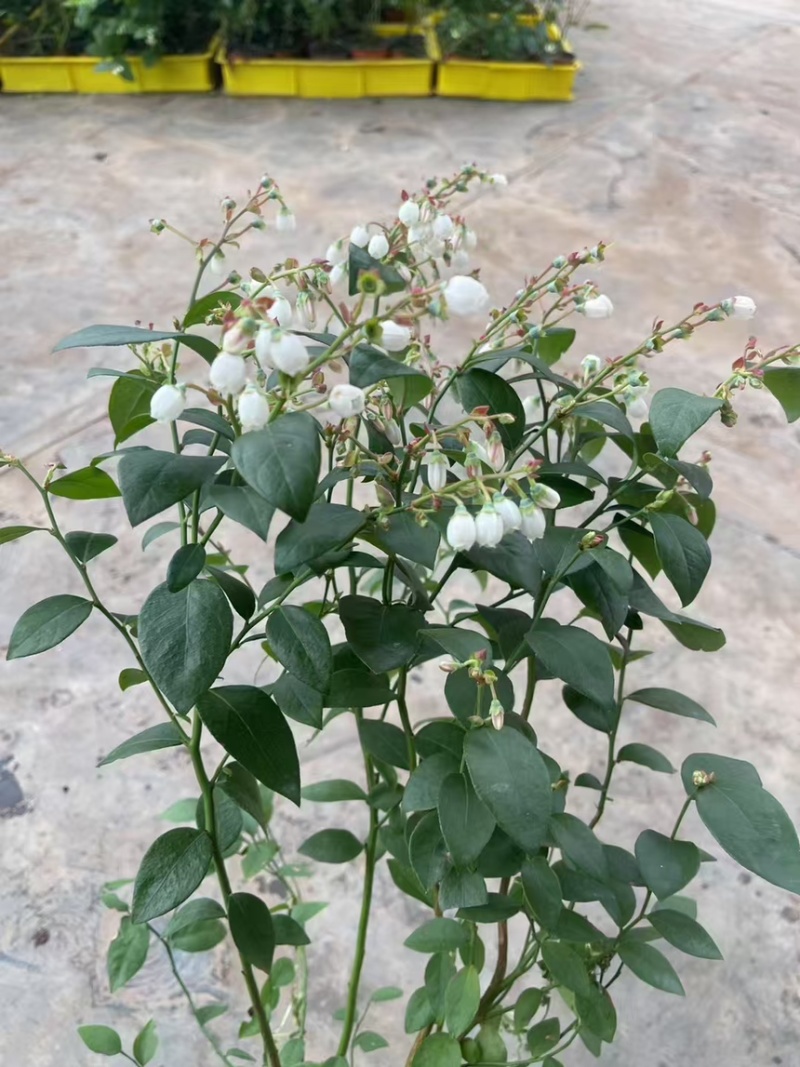 蓝莓树果苗盆栽带果发货阳台南北方种植蓝莓果树苗特大号