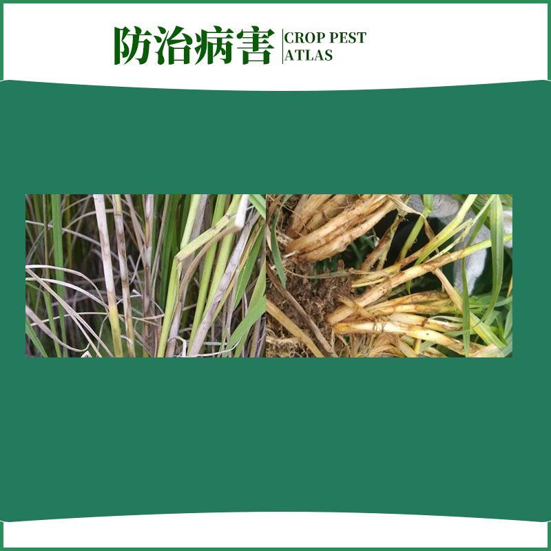 黄龙穗喜24%噻呋酰胺悬浮剂水稻小麦纹枯病白术白绢病杀菌