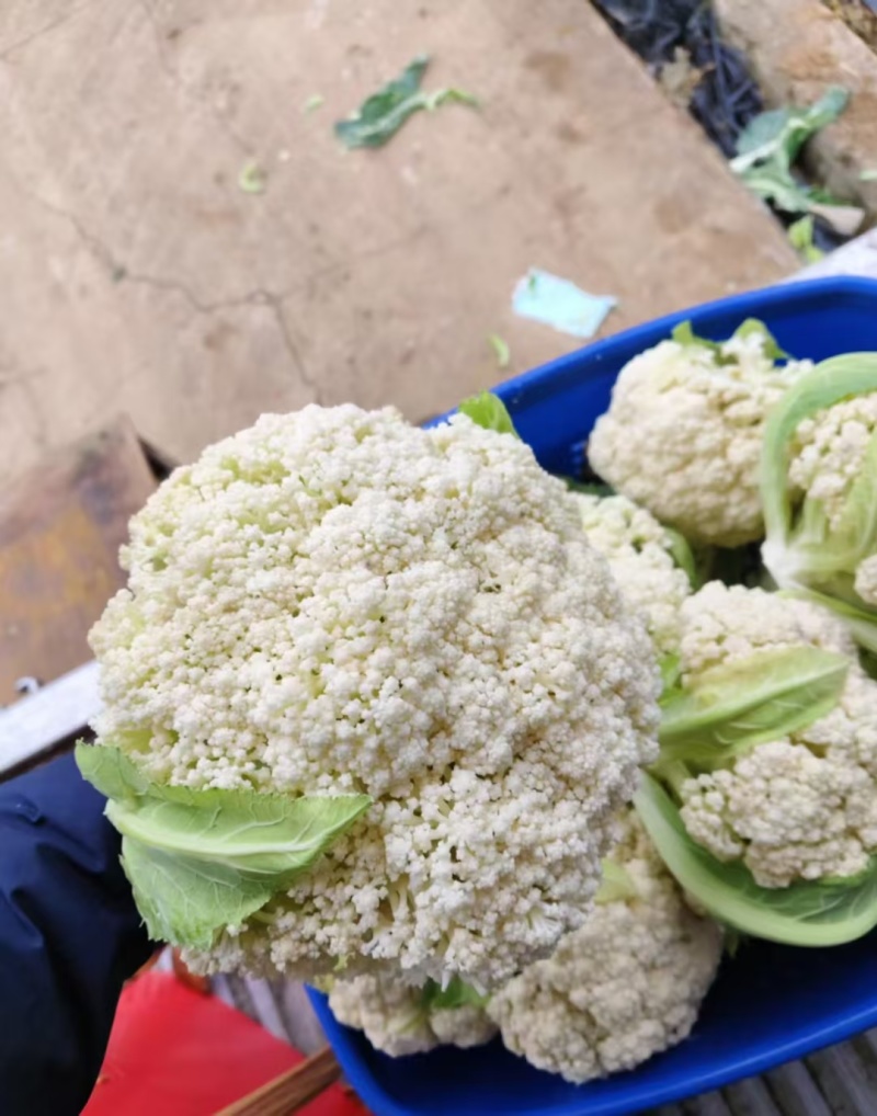 花菜市场货工厂货大量供应