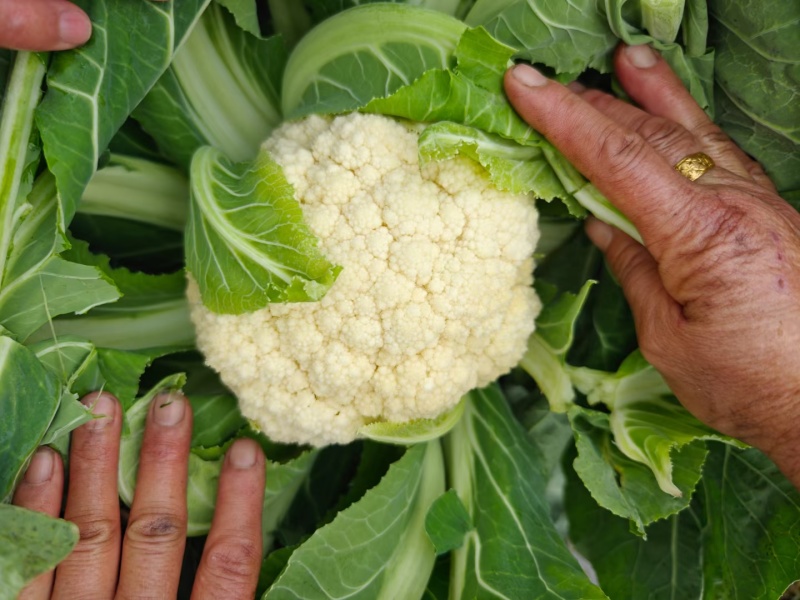花菜市场货工厂货大量供应