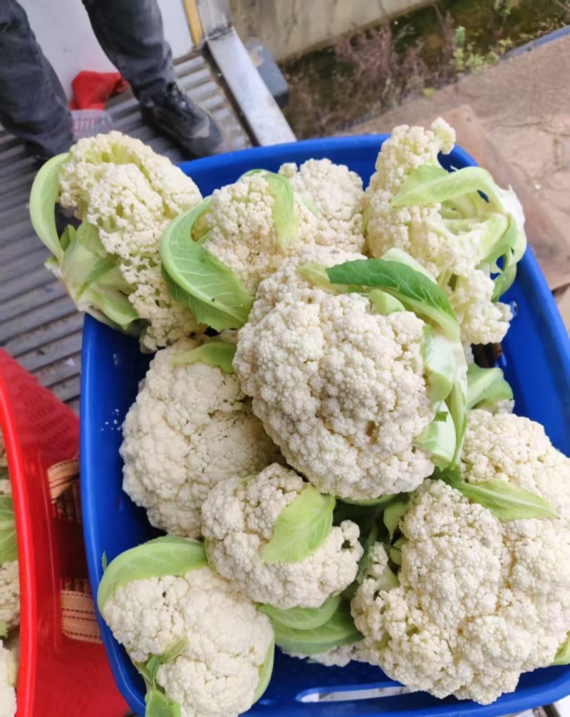 花菜市场货工厂货大量供应