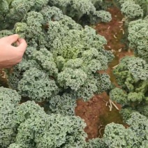云南高原种植羽衣甘蓝