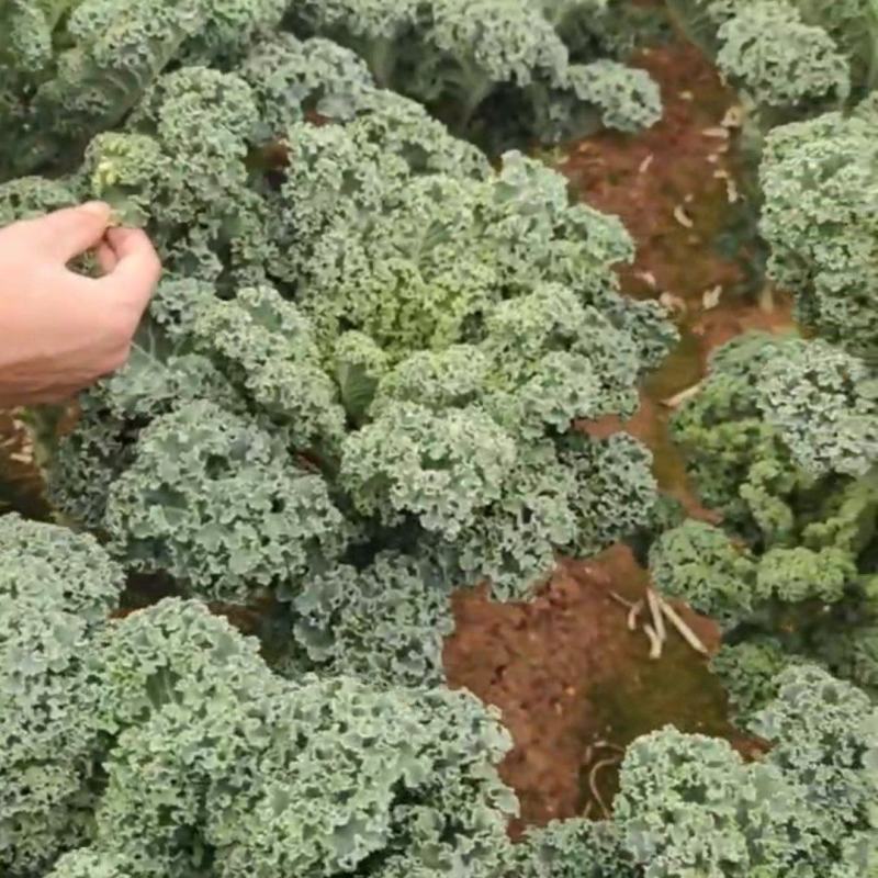 云南高原种植羽衣甘蓝
