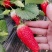 颜莓一号草莓种苗，京刚二号，脱毒原原种苗。育苗出苗率高