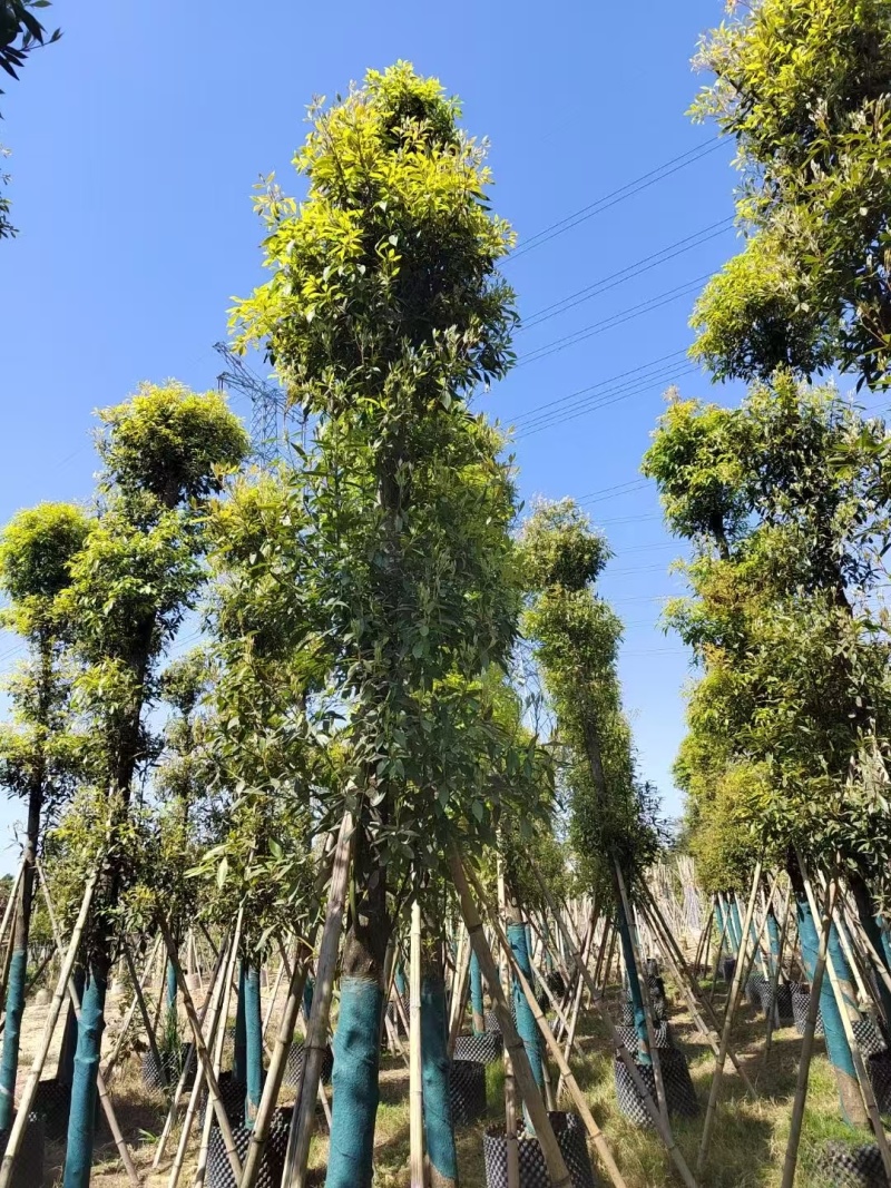 金丝楠木