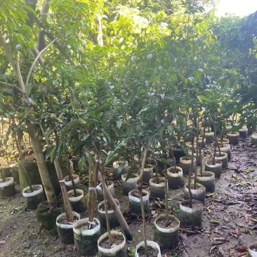 黄皮树