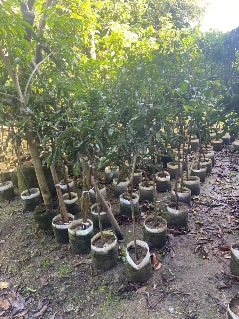 黄皮树