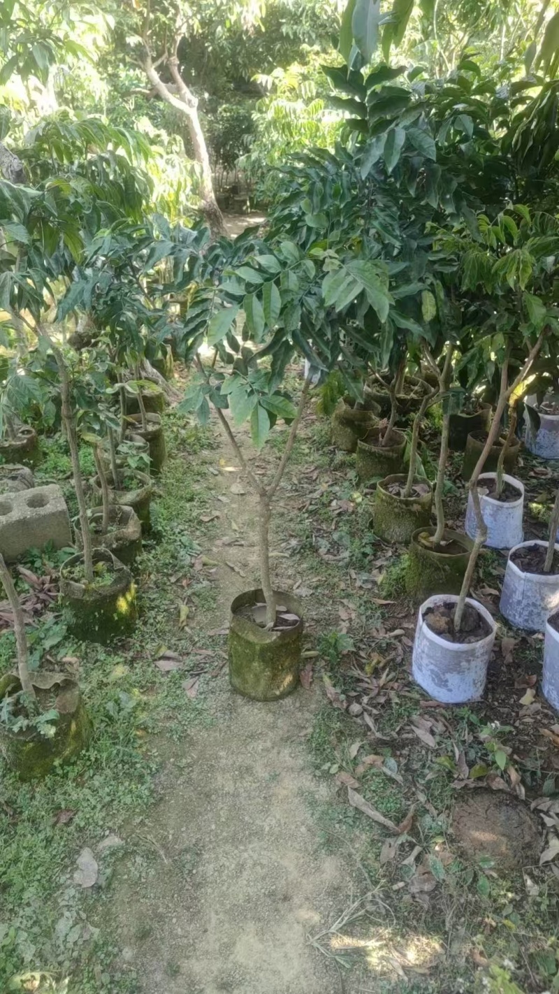 黄皮树