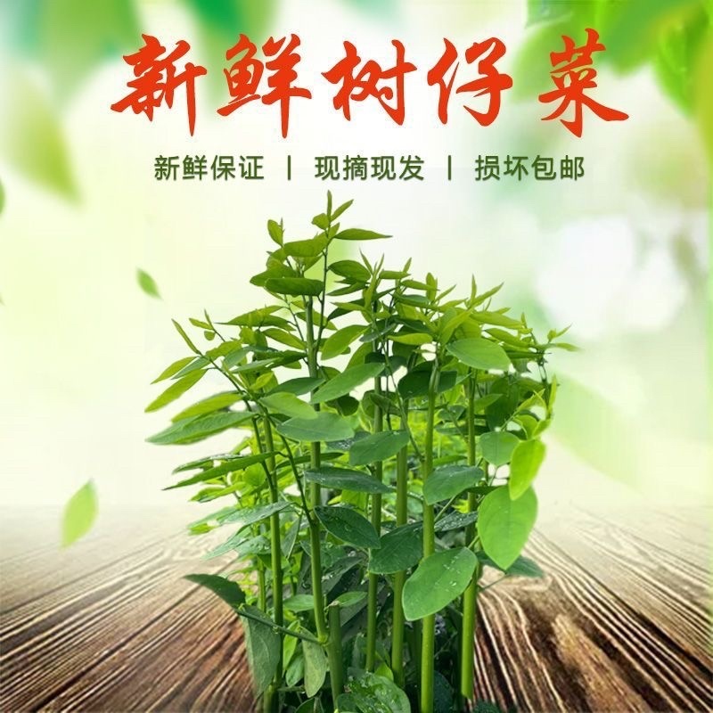 树仔菜益肝菜