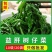 树仔菜益肝菜