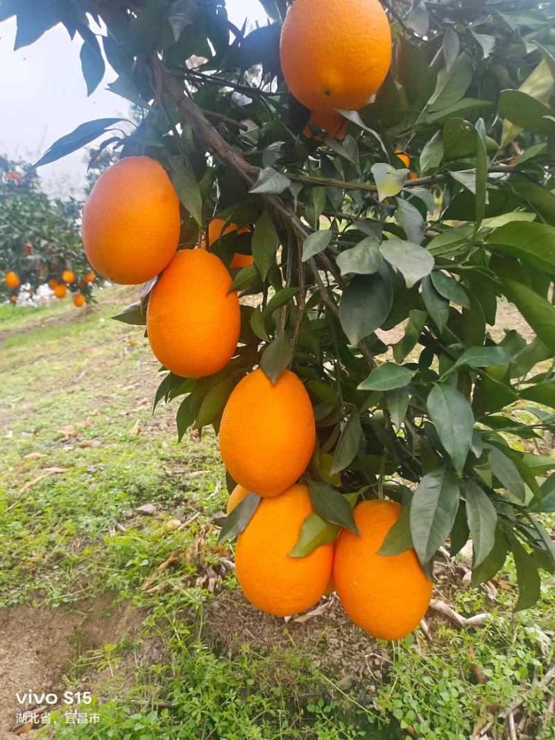 圆红脐橙规格齐全产地直发
