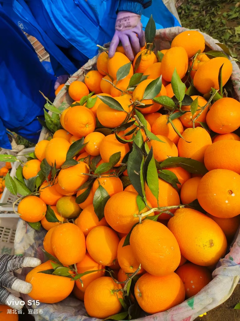 圆红脐橙规格齐全产地直发