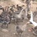 狮头鹅活鹅基地直发品质保障量大优惠对接全国