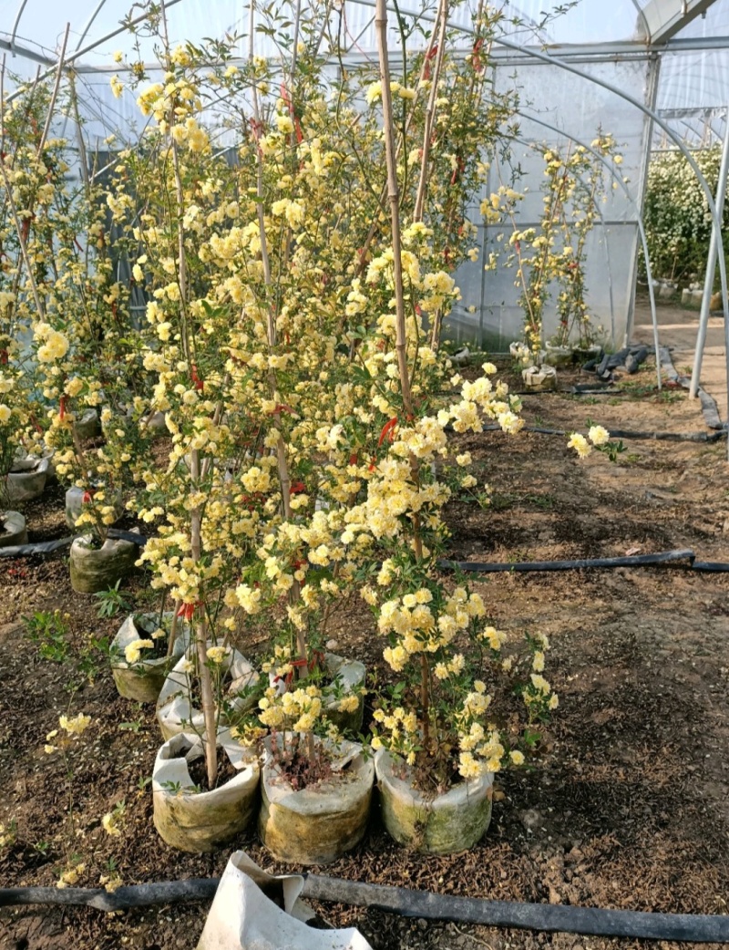 黄木香苗白木香红木香庭院必备根系发达成活率高包技术