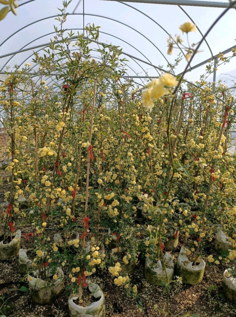 黄木香苗白木香红木香庭院必备根系发达成活率高包技术