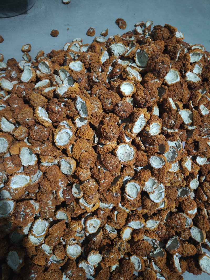 金耳菌干货
