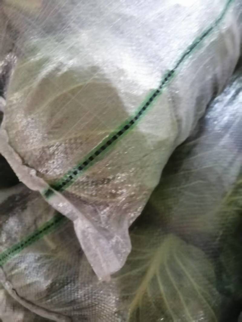 牛心甘蓝精品甘蓝全国供货，诚信经营，可视频看货