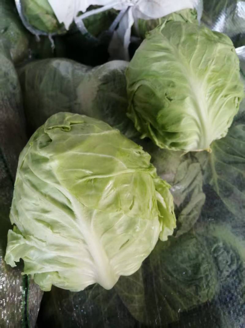 牛心甘蓝精品甘蓝全国供货，诚信经营，可视频看货