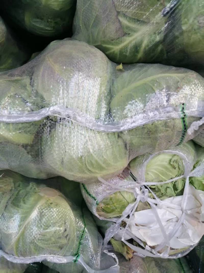 牛心甘蓝精品甘蓝全国供货，诚信经营，可视频看货