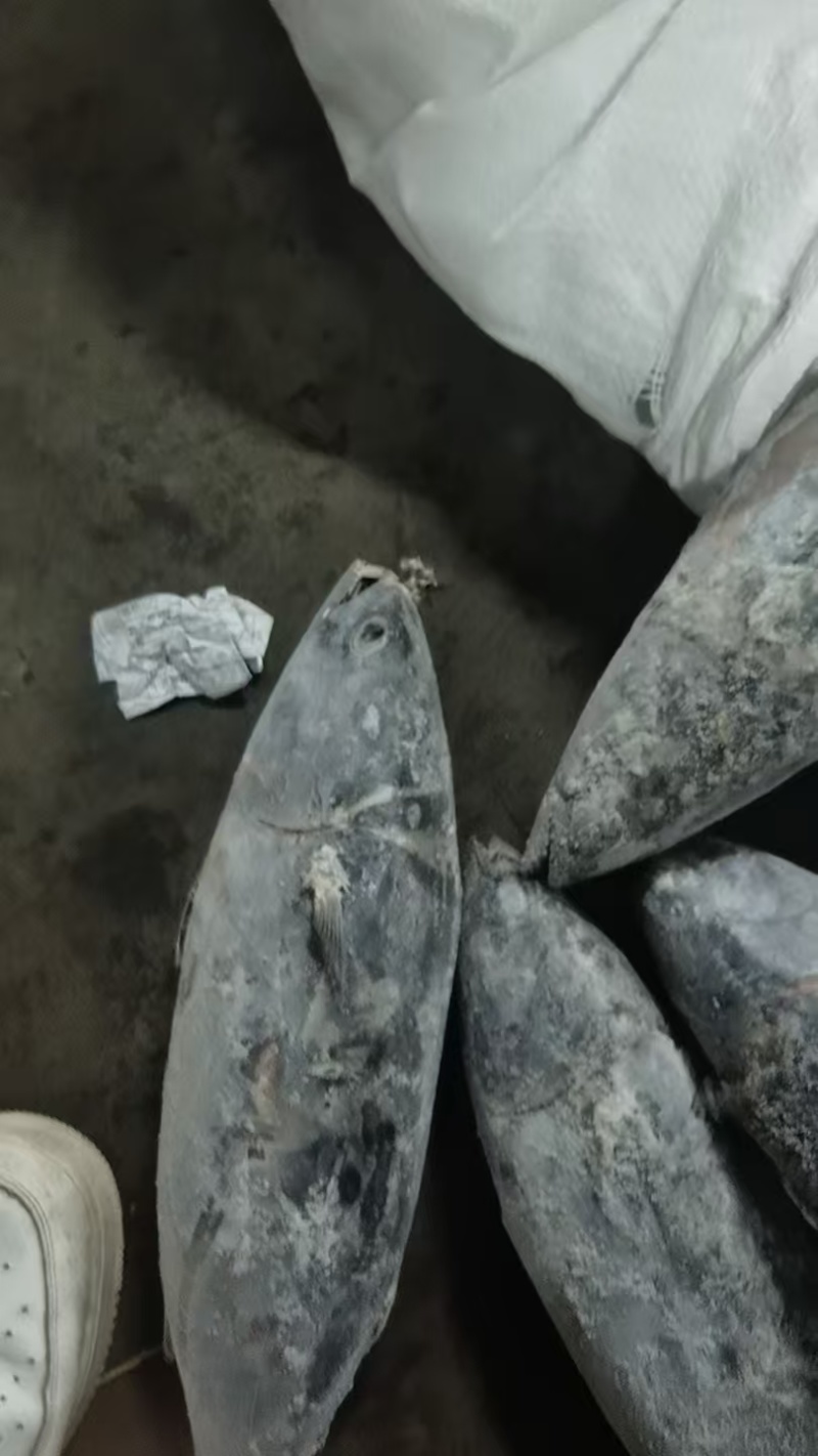 【推荐】炸弹鱼/一手货源/视频看货/量大优惠/欢迎咨询
