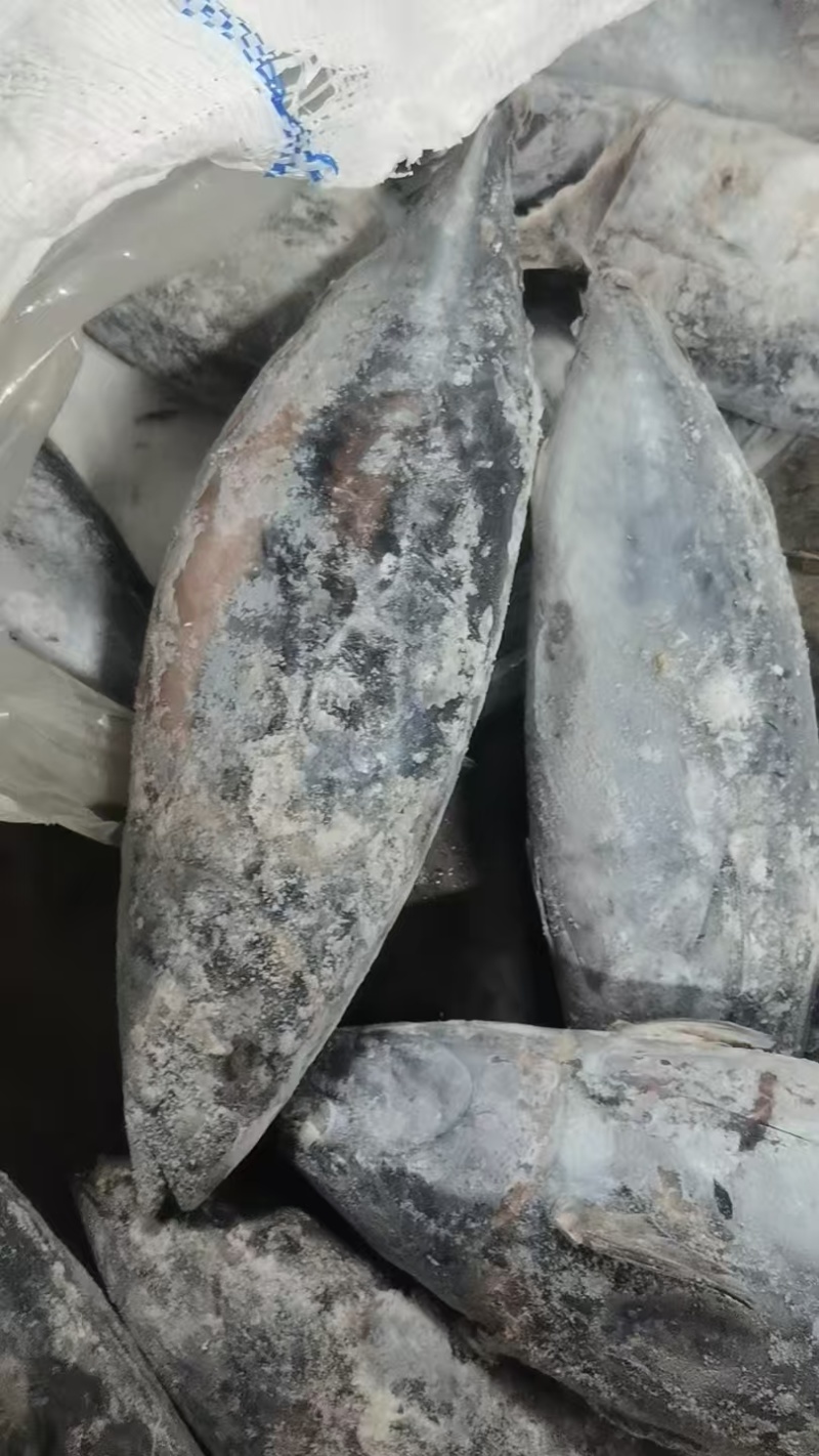 【推荐】炸弹鱼/一手货源/视频看货/量大优惠/欢迎咨询