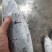 【推荐】炸弹鱼/一手货源/视频看货/量大优惠/欢迎咨询