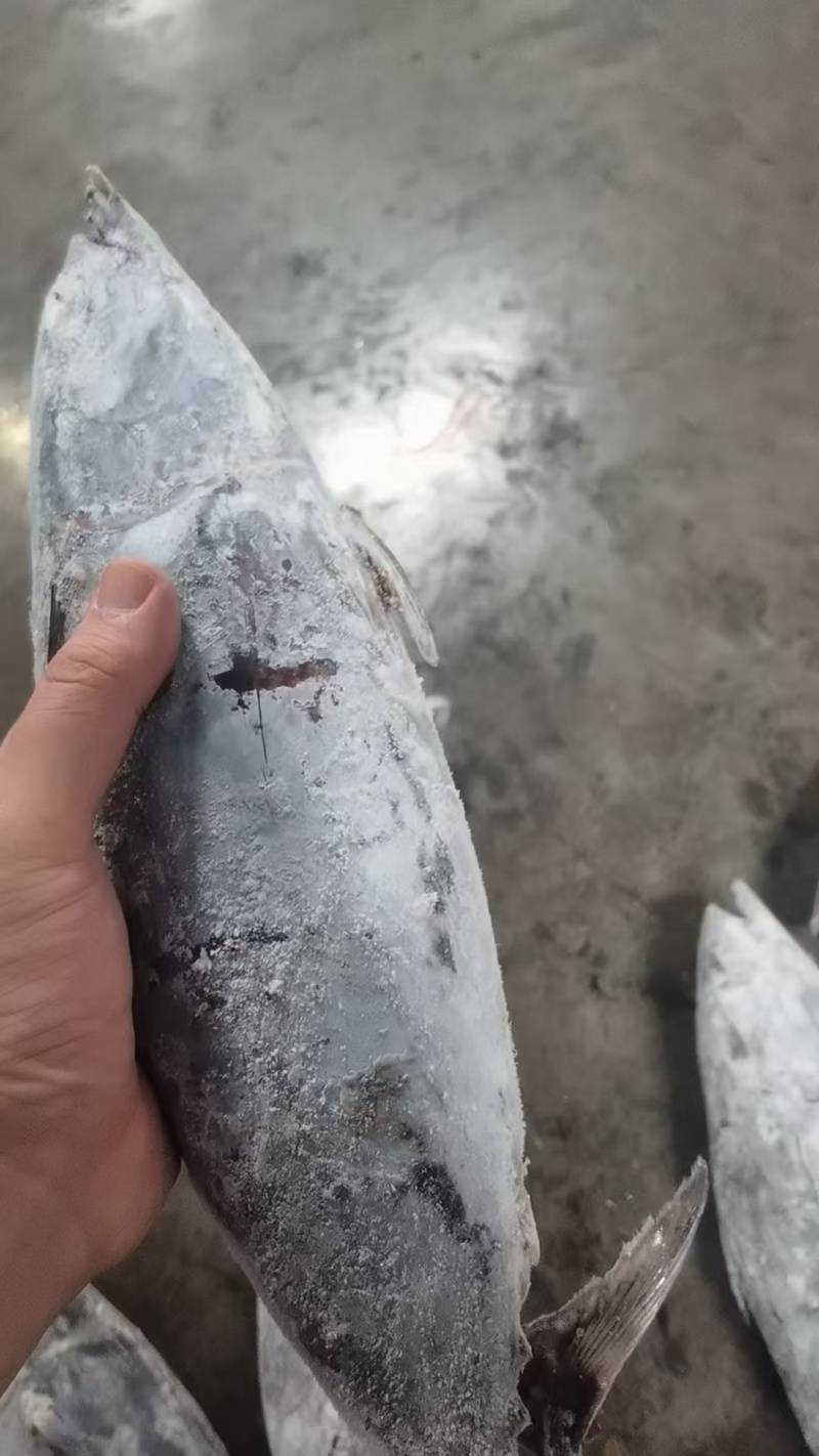 【推荐】炸弹鱼/一手货源/视频看货/量大优惠/欢迎咨询