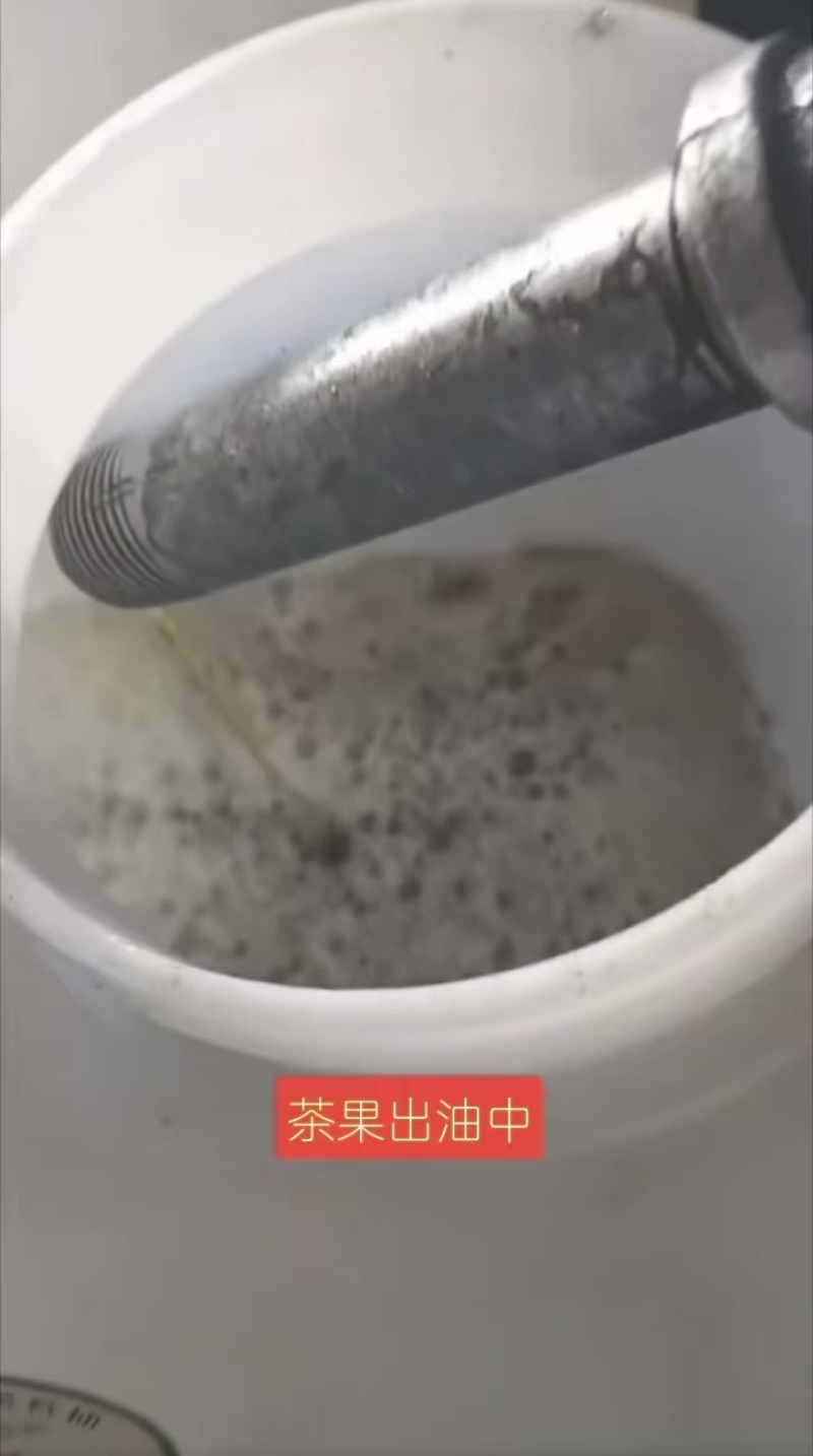 【推荐】精品山茶油/一手货源/保质保量/视频看货