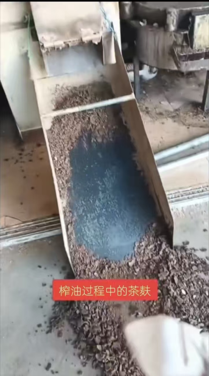 【推荐】精品山茶油/一手货源/保质保量/视频看货
