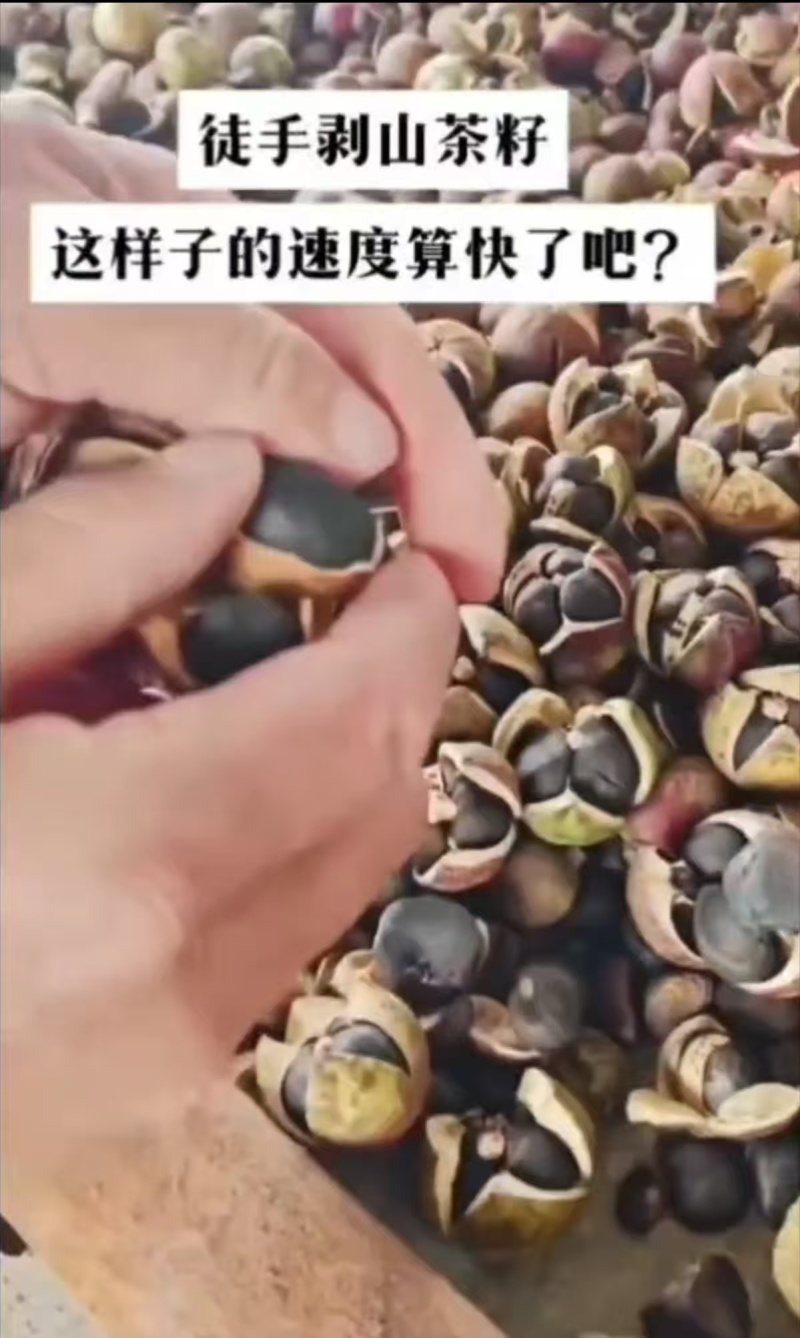 【推荐】精品山茶油/一手货源/保质保量/视频看货