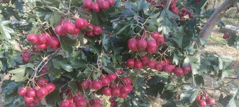 甜红山楂，大果，中果，小果，