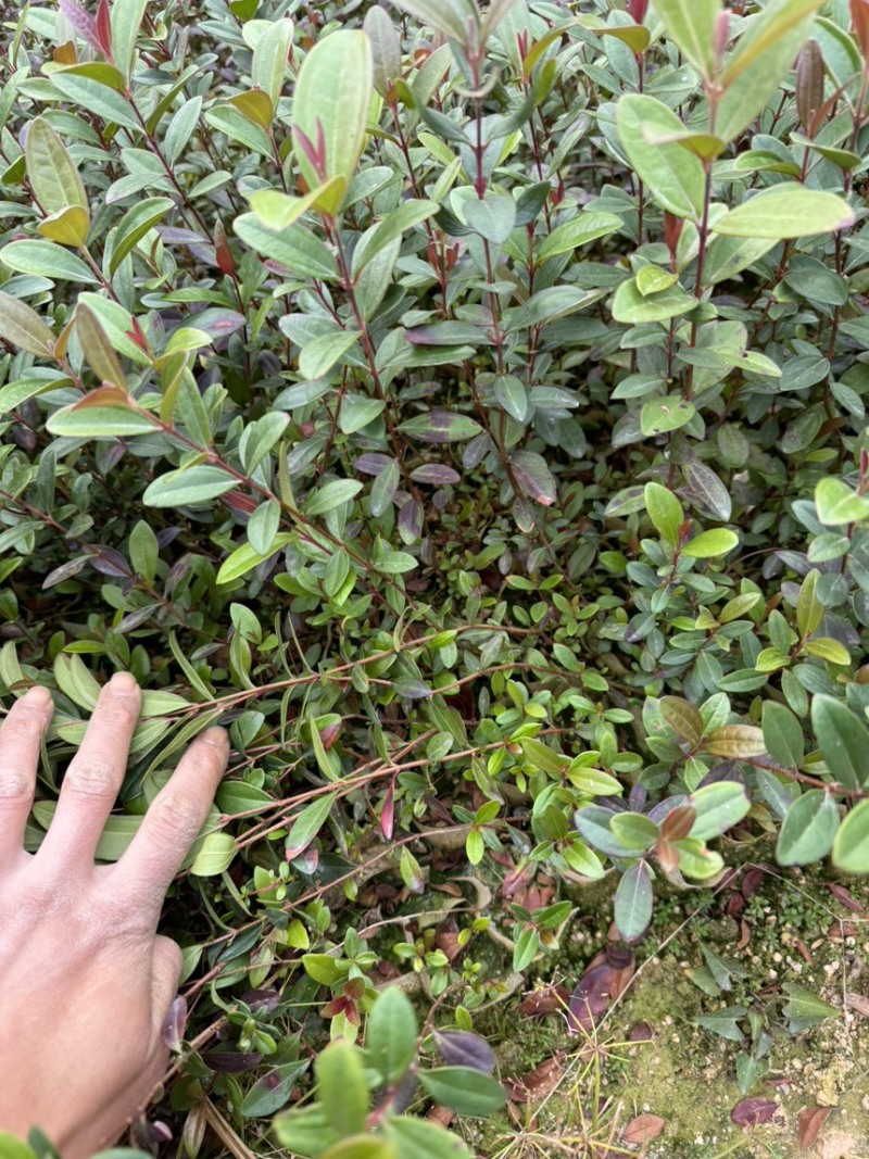 中药材桃金娘苗，又称山捻子，小时候经常摘的一种水果