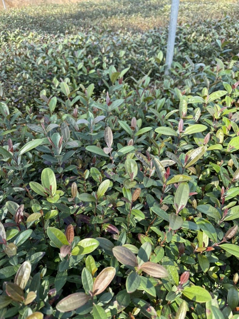 中药材桃金娘苗，又称山捻子，小时候经常摘的一种水果