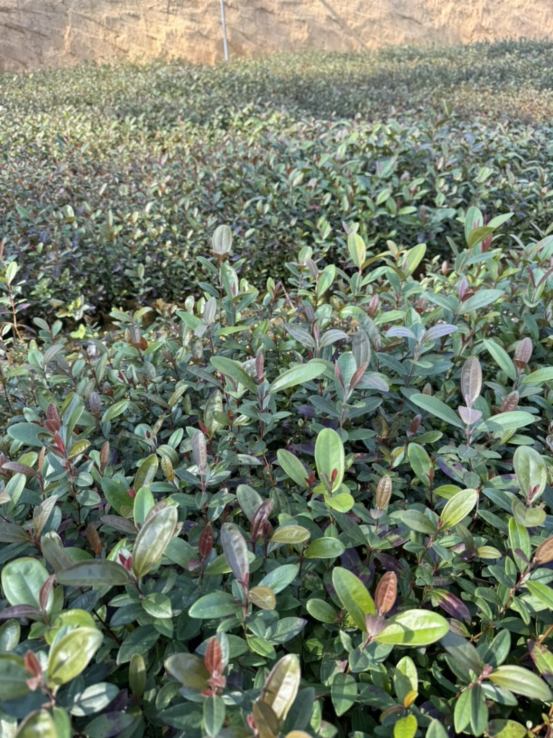 中药材桃金娘苗，又称山捻子，小时候经常摘的一种水果