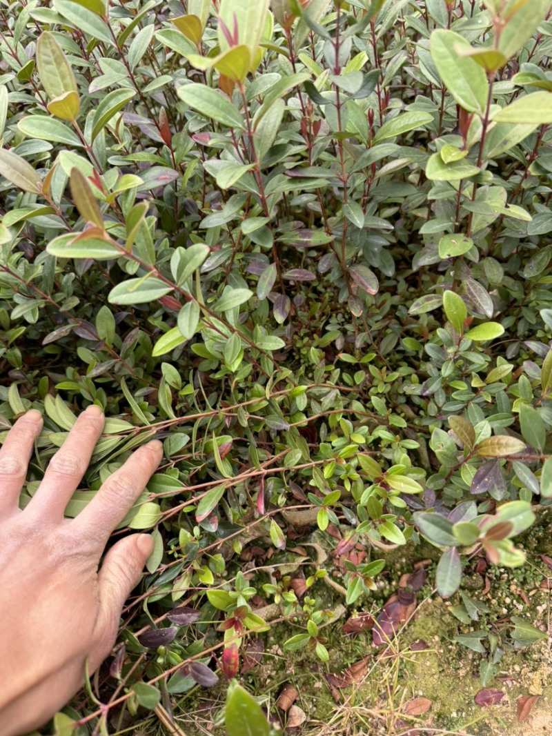 中药材桃金娘苗，又称山捻子，小时候经常摘的一种水果