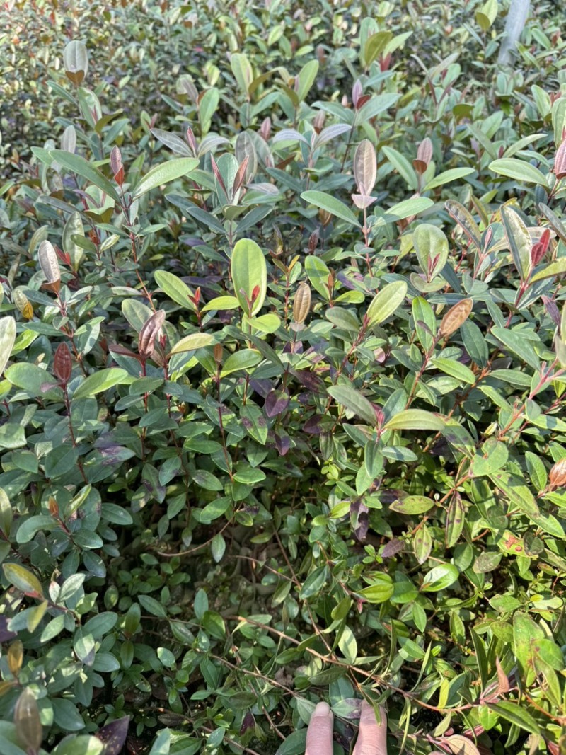 中药材桃金娘苗，又称山捻子，小时候经常摘的一种水果