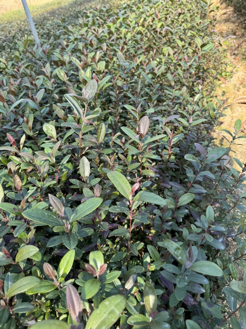 中药材桃金娘苗，又称山捻子，小时候经常摘的一种水果