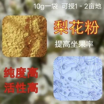 供应梨花粉果树人工授粉专用高活性梨花粉提高坐果率出口品质