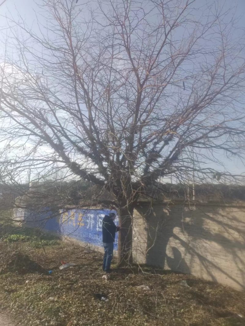 皂角树
