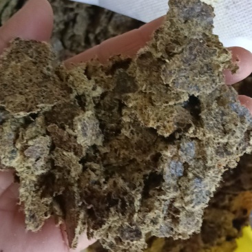 优质棉籽饼有机肥富含丰富有机质氮磷钾适合所有农作物种植。