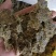 优质棉籽饼有机肥富含丰富有机质氮磷钾适合所有农作物种植。