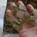 优质棉籽饼有机肥富含丰富有机质氮磷钾适合所有农作物种植。