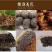 批发现货紫苏子紫苏子老兵诚信中药材量大从优h