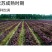 批发现货紫苏子紫苏子老兵诚信中药材量大从优h